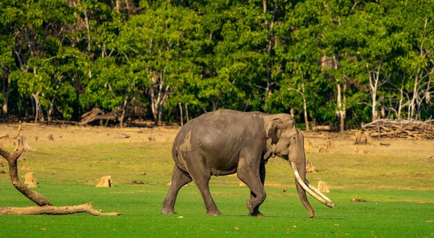 Photo elephants on field