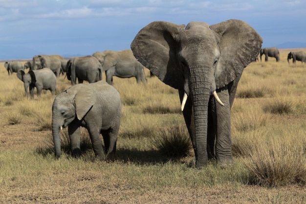 Photo elephants on grassy field