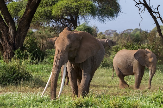 Elephants in the green swamp in Kenya