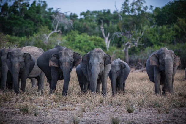 elephants group