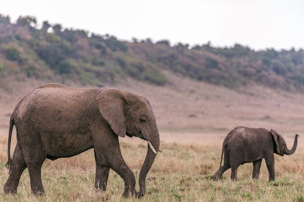 ケニアのナロク郡のマサイ・マラ国立野生動物保護区の畑で聞こえたゾウ