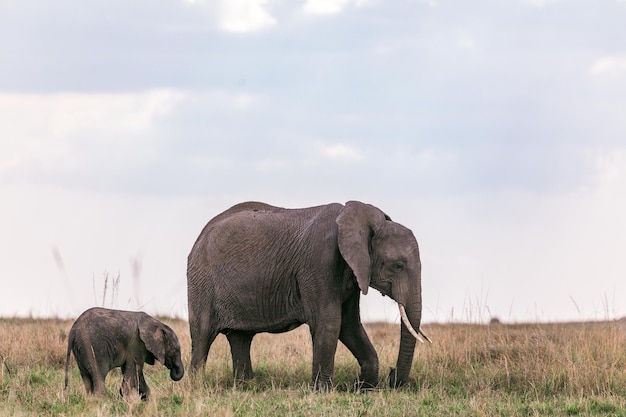 ケニアのマサイ・マラ国立野生動物保護区のゾウ