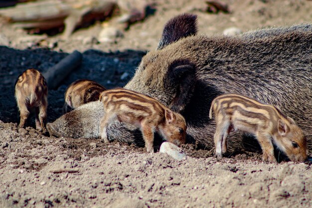 写真 野原のゾウ