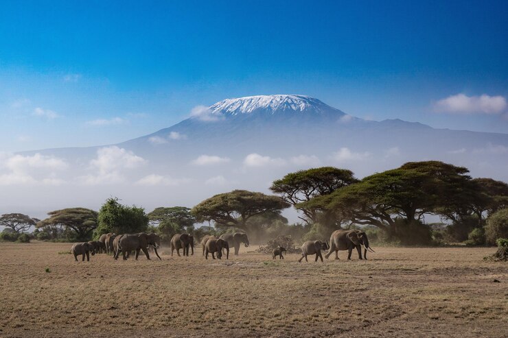 Photo elephants on land against blue sky