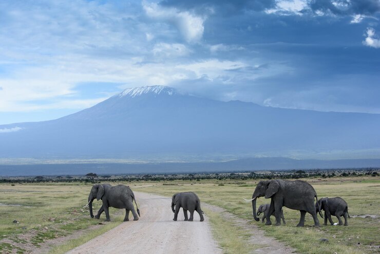 Photo 天空を背景にした景色のゾウ