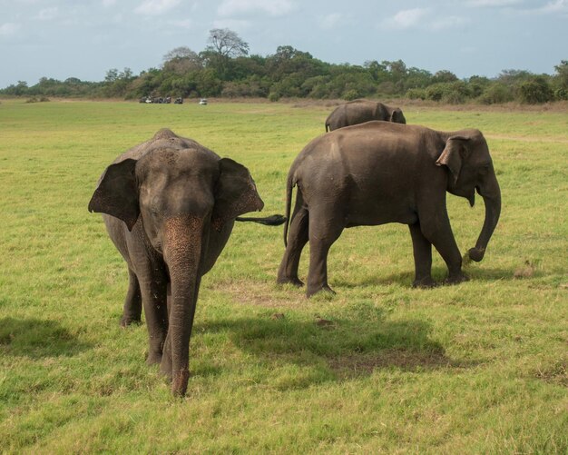 Photo elephants in minneriya national park sri lanka