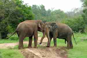 Photo elephants in national park srilanka