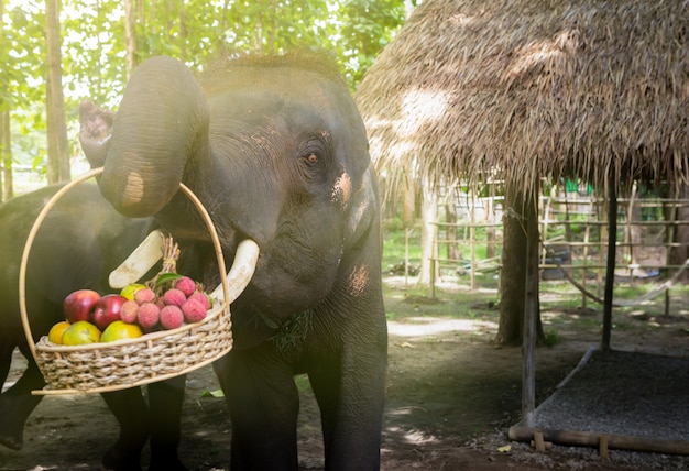 Gli elefanti raccolgono il cesto di frutta.