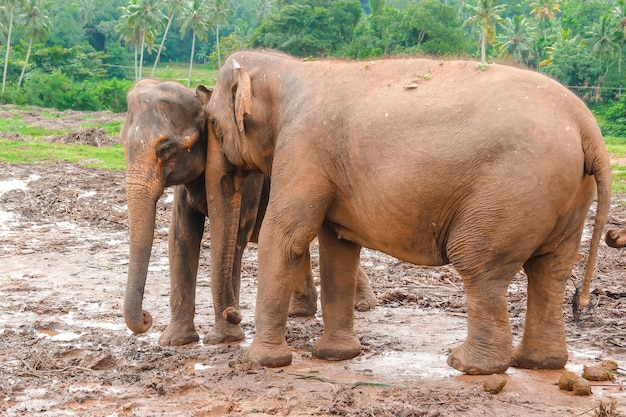 Elephants at the pinnawella shelter on sri lanka. sri lanka\'s\
animal world. photography of elephants.