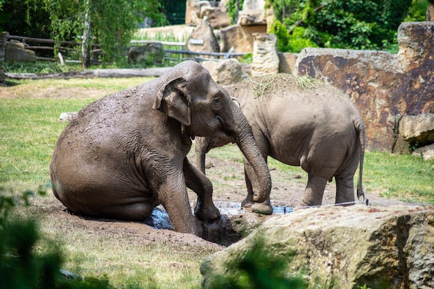 Elephants at the Prague Zoo on a hot day