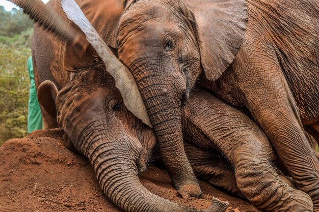 Photo elephants relaxing on field