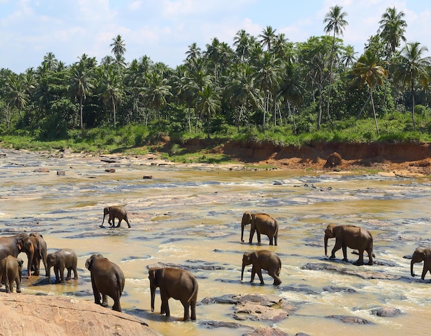 Photo elephants in the river