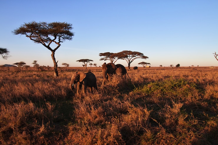 Photo elephants on the savanna in tanzania