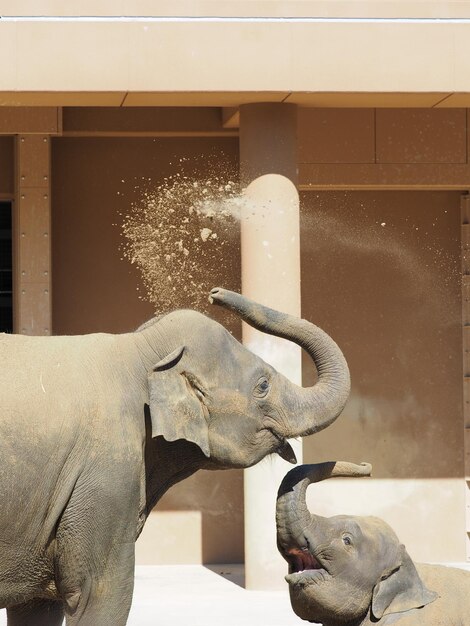 Photo elephants spraying mud against building