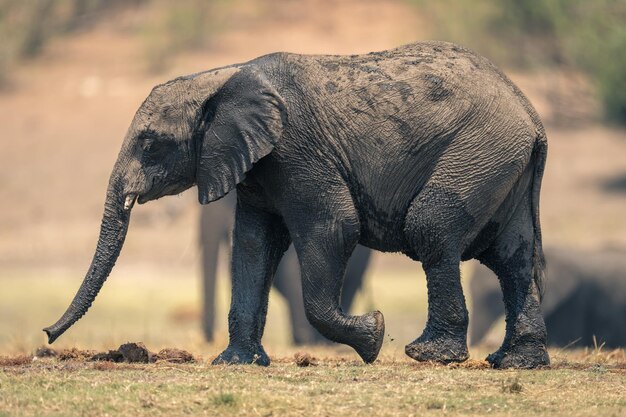 Foto elefanti in piedi sul campo