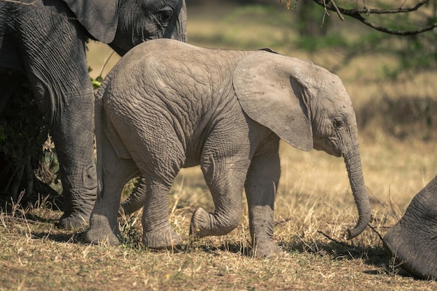 写真 野原に立っているゾウ