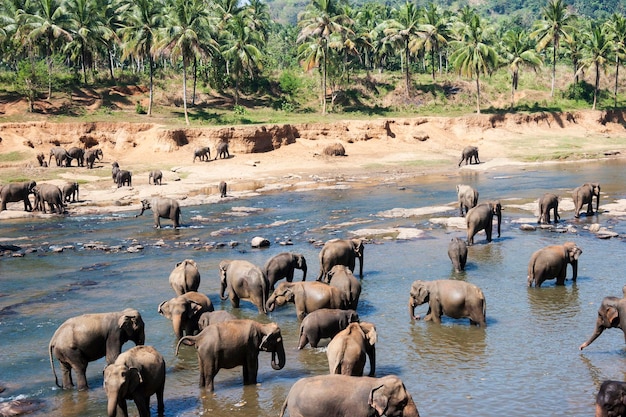 Photo elephants taking bath in a river pinnawala elephant orphanage sri lanka