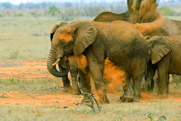 Photo elephants tsavo east national park in kenya