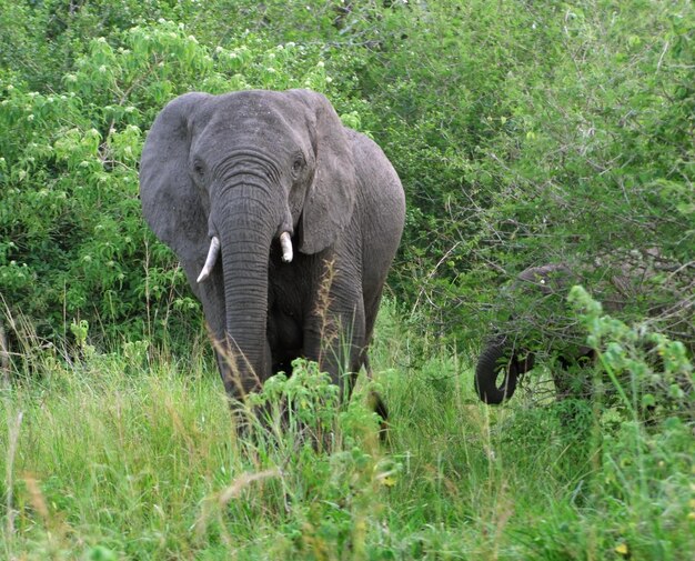 Elephants in Uganda