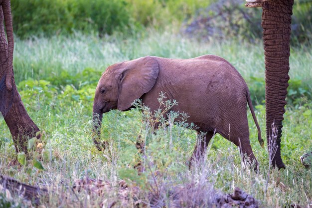 Elephants walk among the trees and shrubs