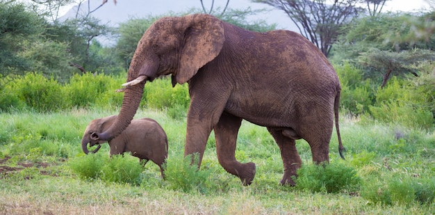 Elephants walk among the trees and shrubs