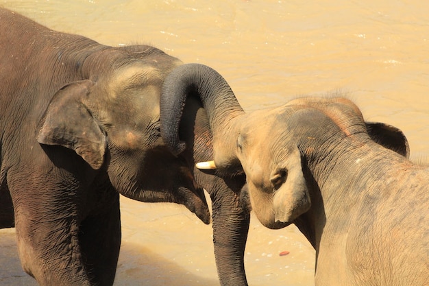 Foto elefanti in natura