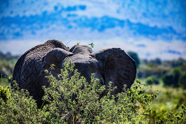 Elephants Wildlife Animals The Maasai Mara National Game Reserve Park Narok County