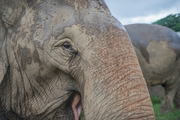 elephants