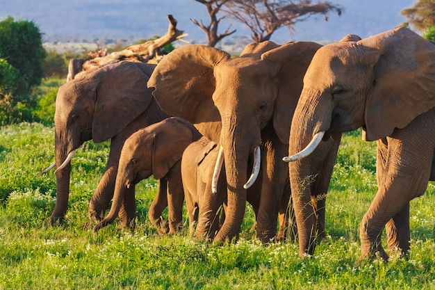 Elephats group in savanna of Amboseli in Kenya, Africa