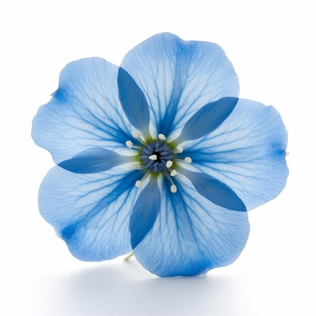 Photo elevated charm mini blue flower isolated on white