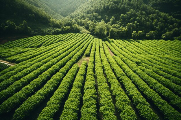 Elevated Perspective of Green Plantations in Bloom