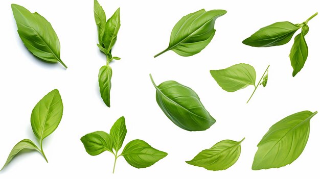 Photo elevated set of flying basil