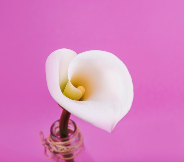 An elevated view of beautiful white calla lily on pink background