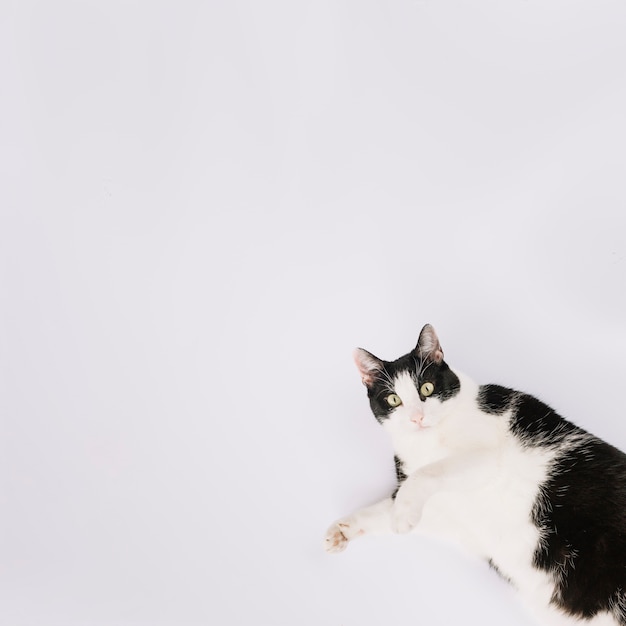 Photo elevated view of cute cat lying on white background