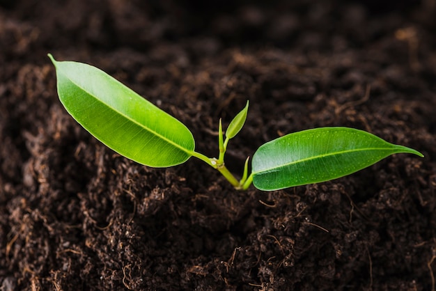 Elevated view of green sprout growing out from soil