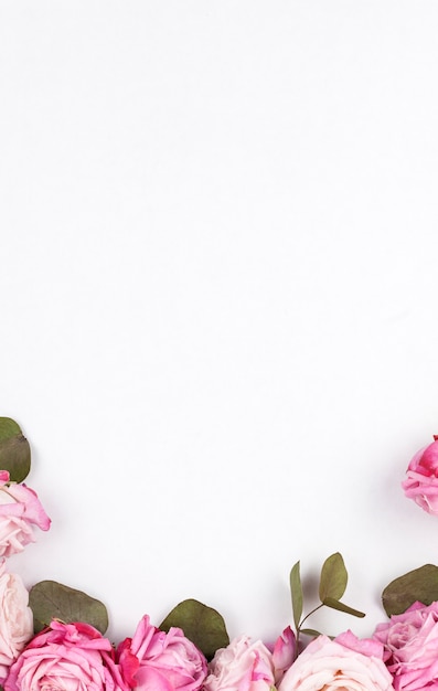 Elevated view of pink roses over white backdrop