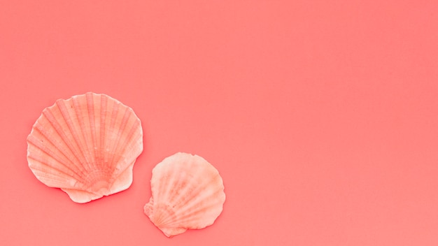 An elevated view of scallop seashell against coral background