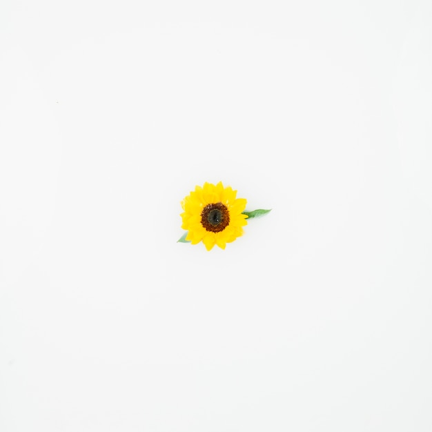 Elevated view of single yellow flower on white background