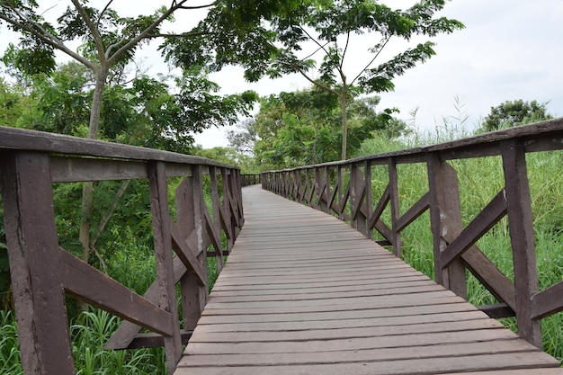 Elevated wooden path that runs through a park of plants Guayaquil