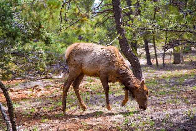 Photo elk deer grazing in arizona grand canyon park