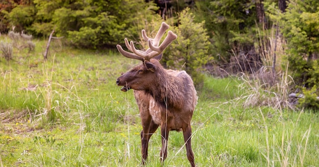 アメリカの風景の森の近くで草を食べるヘラジカ