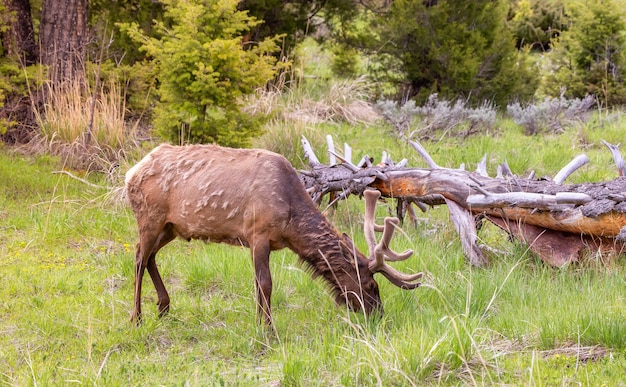 アメリカの風景の森の近くで草を食べるヘラジカ