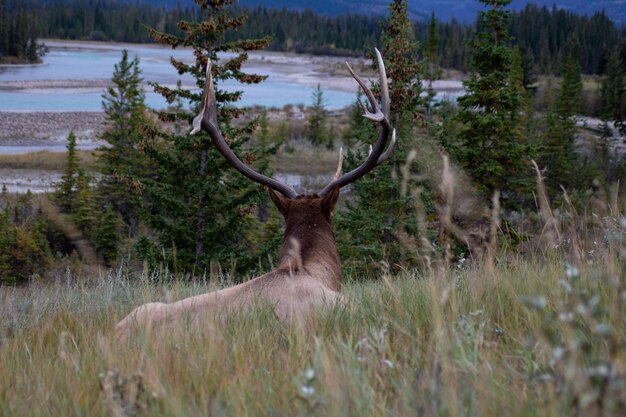 Elk in a field infront of a river