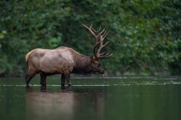 Elk in lake against trees