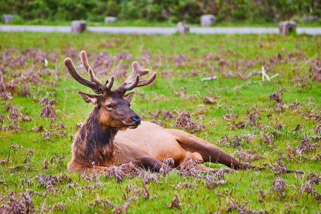 Alce che riposa in un campo primaverile