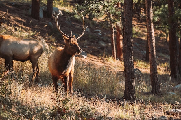 Photo elk in rocky mountain national park