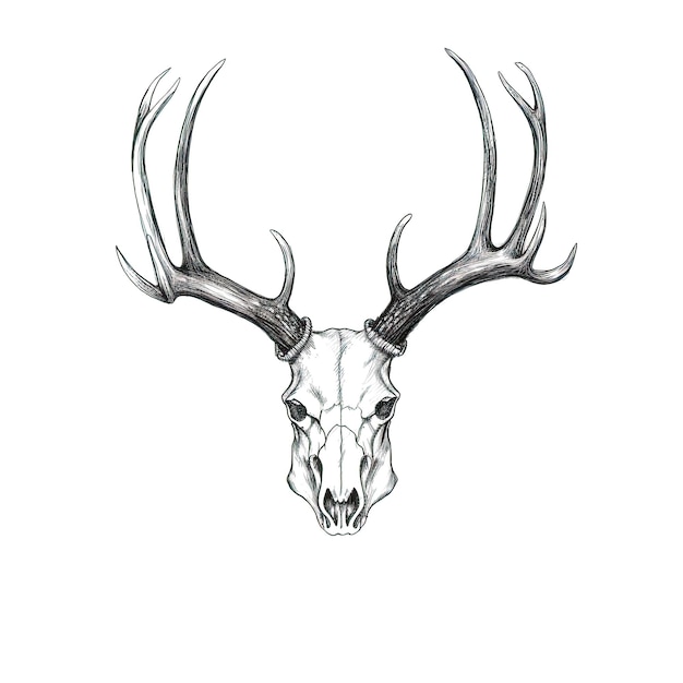 Photo elk skull deer horn ai generated