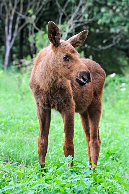 Elk in their natural habitat