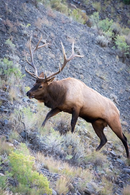 Лось или Wapiti Cervus canadensis гуляют по зарослям в Йеллоустоне