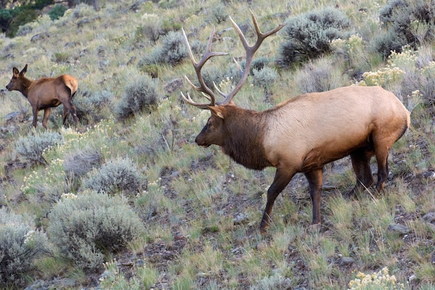 Лось или Wapiti Cervus canadensis гуляют по зарослям в Йеллоустоне